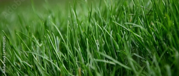 Fototapeta Grüner Rasen im Garten als Hintergrund und Textur
