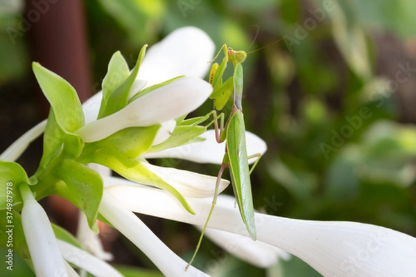 Fototapeta Large green mantis on white flowers hosts in the garden on a summer day.