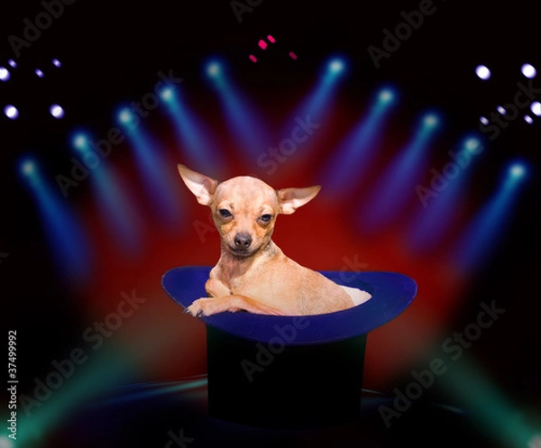 Obraz Doggy at circus