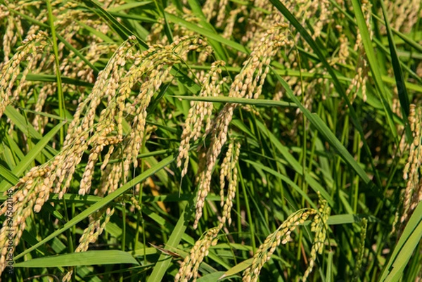 Fototapeta 稲