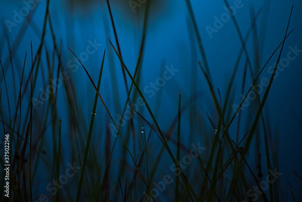 Obraz 池のほとり