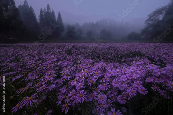 Obraz 夜明けの夢