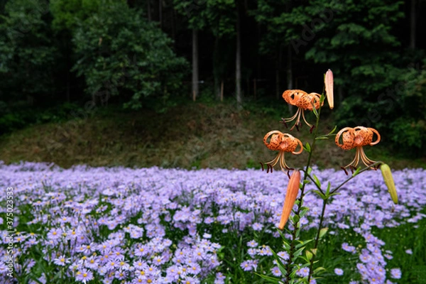 Fototapeta 里山の夏