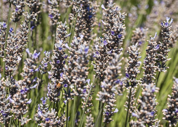 Fototapeta close up of lavender flowers and working bees