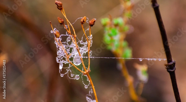 Obraz macro droplets