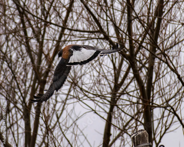 Obraz hawk in flight