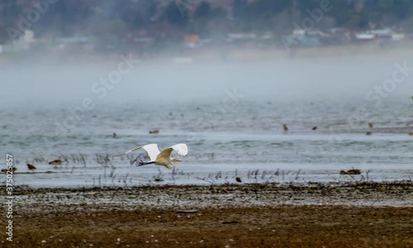 Obraz white heron
