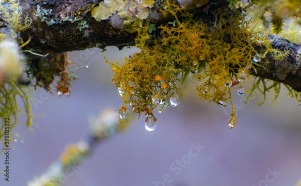 Obraz liquen droplets 