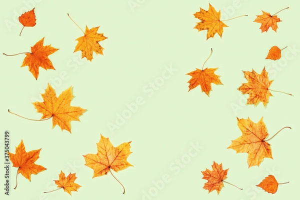 Fototapeta Beautiful yellow autumnal leaves of maple and birch on light green color paper.