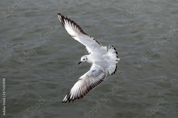 Obraz Seagull hover over deep blue sea.Flying seagull, top view