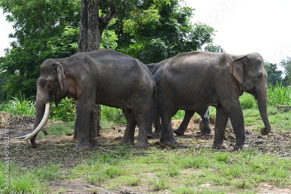 Fototapeta Ban Chang Ban Ta Klang, tourists see the way of life Of people in the community and elephants Including traditions and cultures between people and elephants at Baan Ta Klang, Surin Province, Thailand