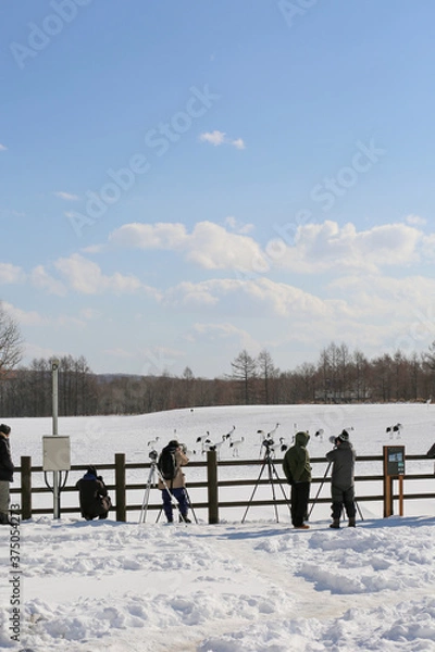 Fototapeta 鶴居伊藤タンチョウサンクチュアリ