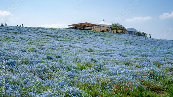 Obraz 大阪まいしまシーサイドパーク ネモフィラ