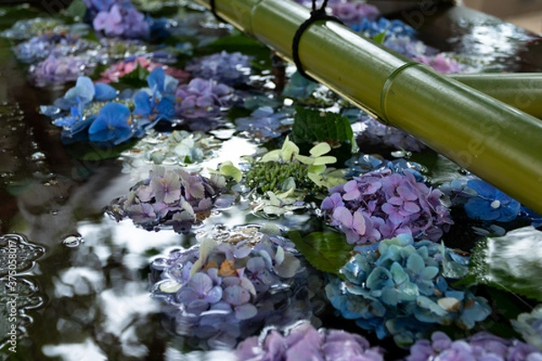 Fototapeta hydrangea in the water