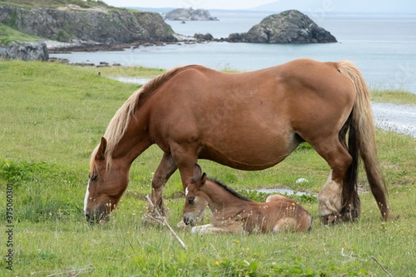 Fototapeta two horses grazing in a field