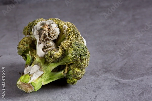 Fototapeta Rotten broccoli with toxic mold lying on a dark background . Horizontally. Copy space.