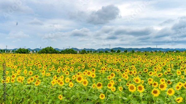 Fototapeta 兵庫県 小野市 ひまわりの丘公園