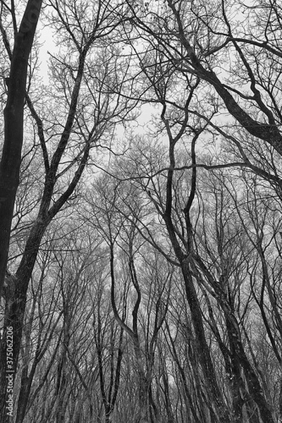 Obraz 겨울 앙상한 나무