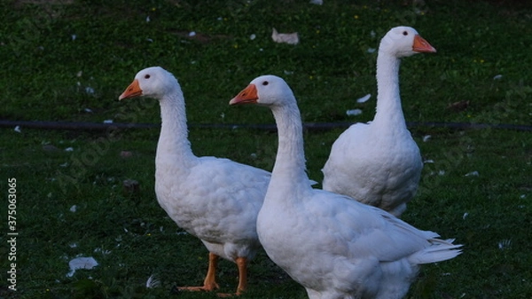 Obraz Geese in the yard