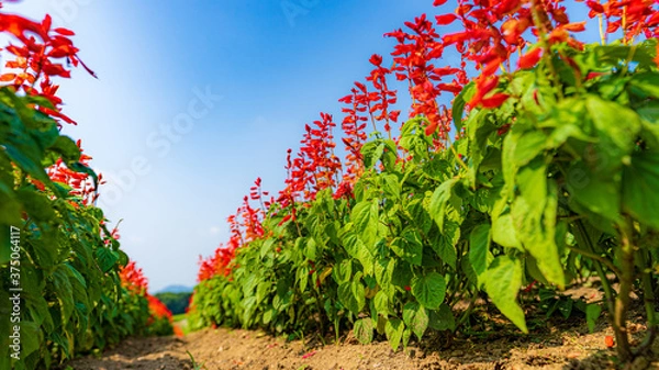 Fototapeta サルビア