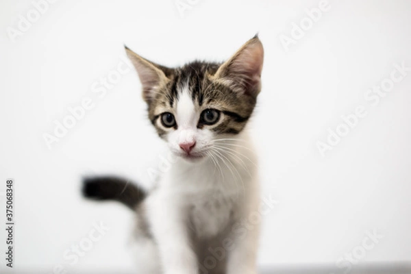 Obraz Kitty on a white background