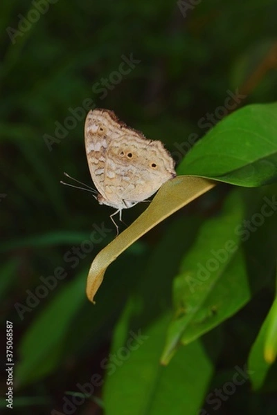 Fototapeta butterfly on leaf