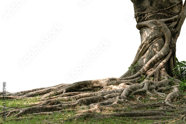 Fototapeta Picture of roots tree cut isolated on white background