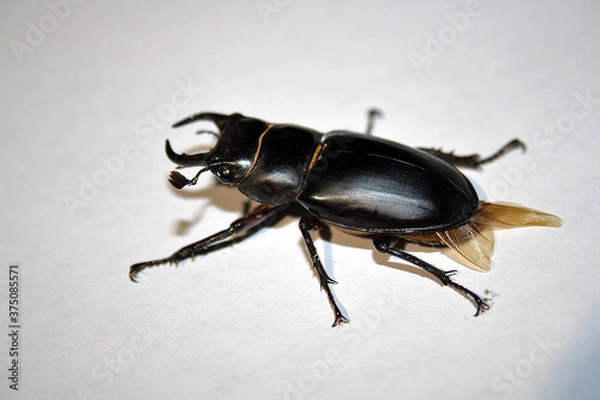 Obraz Lucanus barbarossa