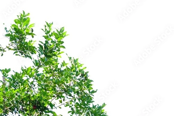 Fototapeta Tropical tree with leaves branches on white isolated background for green foliage backdrop 