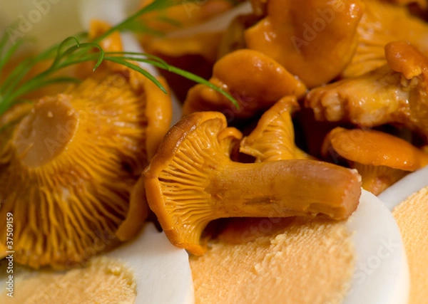 Obraz Marinated mushrooms