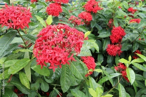 Fototapeta Red needle flowers blooming on green leaves and tree in the garden.
