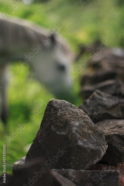 Fototapeta Irish stone wall close up in selective focus, blurred image  or silhouette of a horse in the background  
