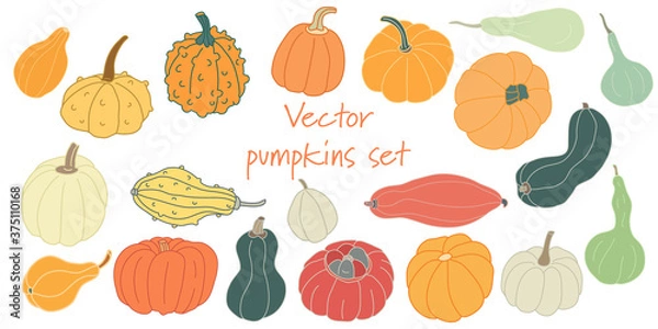 Fototapeta Set with different varieties of pumpkins and squashes isolated on white. Hand drawn vector illustration in flat style with lines. Farming, gardening and harvest theme. Bright colors.