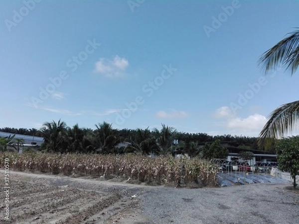Obraz tropical beach with palm trees