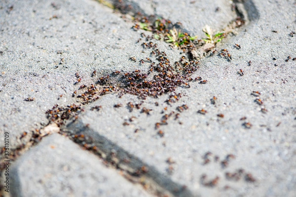 Fototapeta Close-up of a group of ants on the pavement. Shallow depth of field.