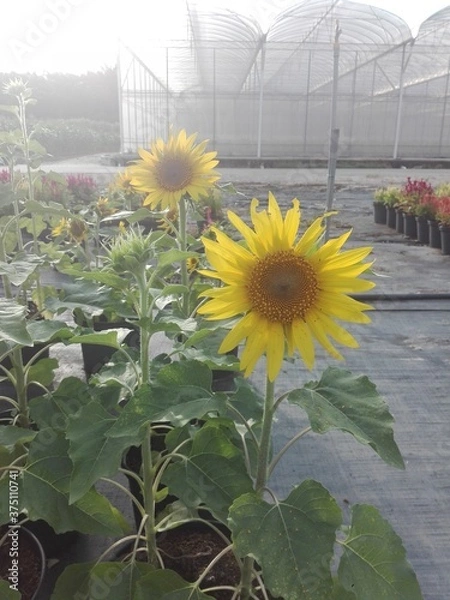 Obraz sunflower in the garden