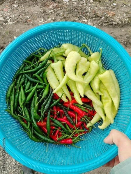 Obraz hot chili peppers