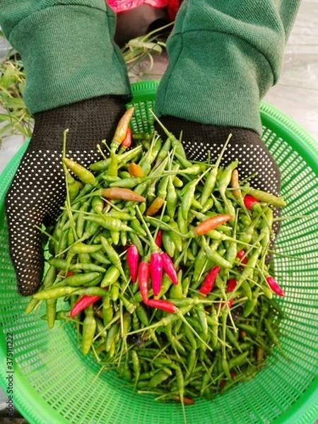 Obraz red chili peppers