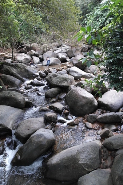 Obraz river in the forest