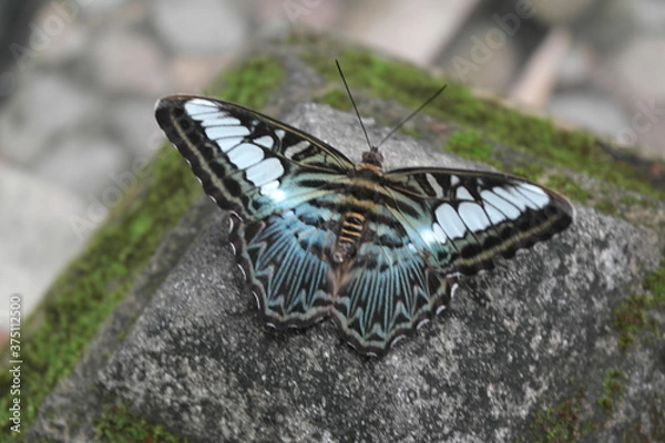 Obraz butterfly on leaf