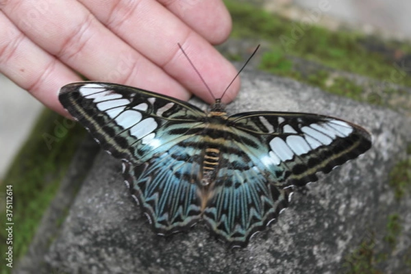 Obraz butterfly on a hand
