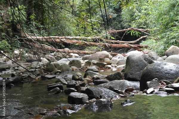 Obraz stream in the forest
