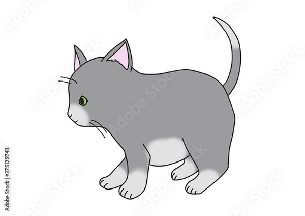 Fototapeta グレーの子猫