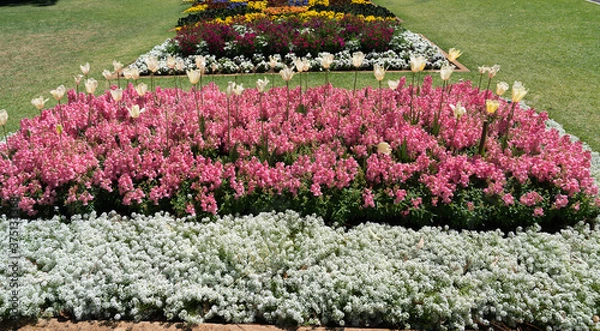 Fototapeta Beautiful gardens and floral display in Queens Park during Toowoomba's Carnival of Flowers