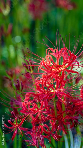 Fototapeta 彼岸花