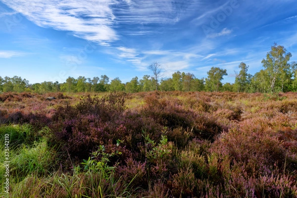 Fototapeta Heatland and silver birch trees in Fontainebleau forest