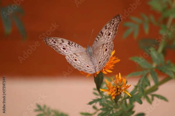 Obraz butterfly on flower