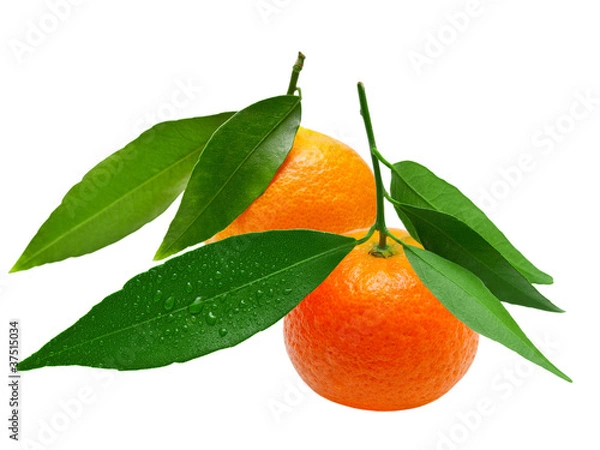 Obraz Mandarins isolated on white background