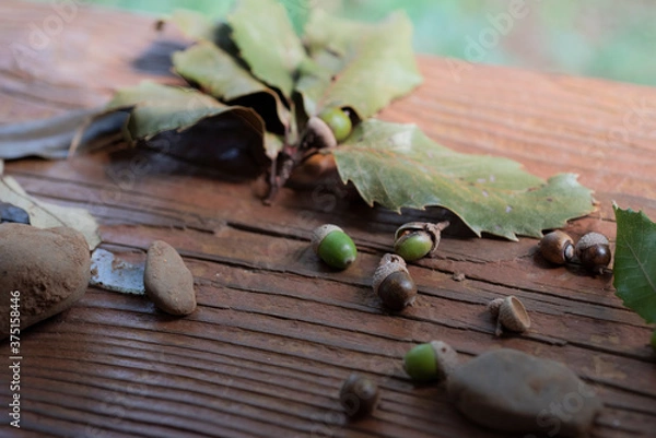 Obraz 木の実や葉っぱを集める、子どもの遊び、森のおままごと