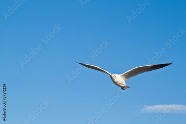 Fototapeta Seagull in blu sky background